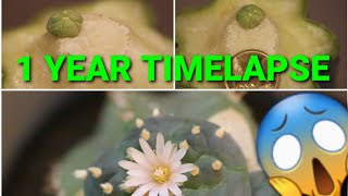 Time lapse frenzy 2  Grafted Lophophora button 1 Year evolution Work in Progress [upl. by Breen476]