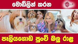 මොඩ්ලින් කරන පෑලියගොඩ පුංචි බලු රාළ  Lokaya saha Lokayo [upl. by Agbogla]