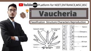 vaucherialife cycle of vaucheria for bsc 1 year [upl. by Shargel]