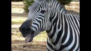 Zebra at Zoo [upl. by Calise]