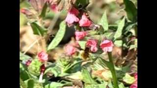 Bombylius major on Pulmonaria flowers [upl. by Sudoeht330]