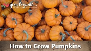 How to Grow Pumpkins [upl. by Yettie753]