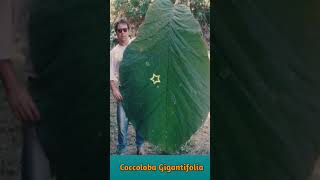 Coccoloba Gingantifolia  World Biggest Leaf in Amazon Forest  🌿☘️🌿 [upl. by Gideon617]