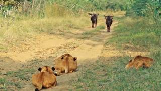 Wildebeest Walks Right Into Lions [upl. by Madea]