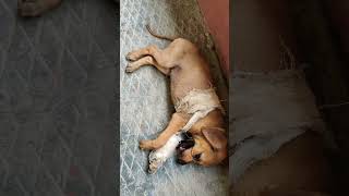 Street Puppy Rescue and Care 😘🐶  puppy puppycare puppyrescue rescue dog shortsfeed yt [upl. by Brenda]