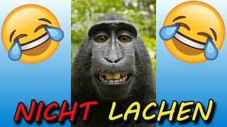 VERSUCHE NICHT ZU LACHEN  🤣🤣🤣 31 [upl. by Cath]