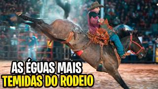 As éguas LOUCA PAIXÃO e PAIXÃO CAIPIRA são destaques nos Rodeios [upl. by Goober162]