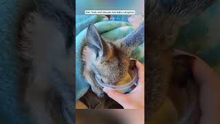 Man finds and rescues lost baby kangaroo kangaroo babykangaroo short [upl. by Mook]