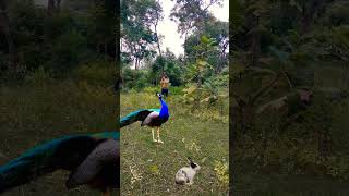 Beautiful peacock catching😨🦚viralvideo birds shortsfeed video wildlife shownfeed subscribe [upl. by Noryd]