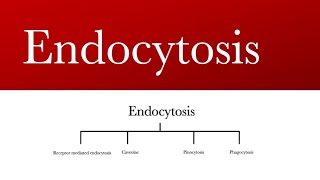 Endocytosis receptor mediated endocytosis  caveolae  pinocytosis  phagocytosis [upl. by Ocire]