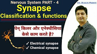 What is Synapse Classification amp Function of Synapse  How painkiller or anaesthesia works [upl. by Fredia]