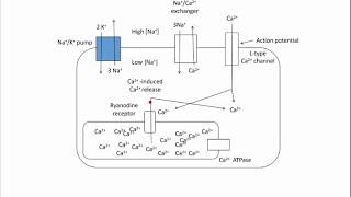 Digoxin  Mechanism of Action [upl. by Irollam]