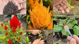 quotFrom Seeds to Lots of Flowers Grow Celosia with Special Fertilizer Tipsquot [upl. by Juliane824]