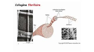 Cours de Cytologie amp Histologie  Dynamique des Interactions Membranaires et Pathologies Associées 1 [upl. by Ambrogio]