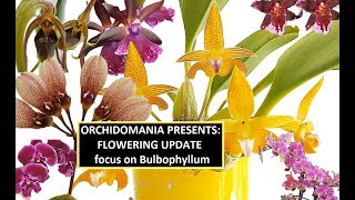 Orchidomania Presents Flowering Update with a Focus on Bulbophyllum [upl. by Annmaria166]