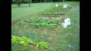 How I Built My Garden Rabbit fence with Inexpensive Poultry fence chicken wire [upl. by Neeuq]