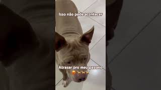 Que show da Xuxa é esse 😡🐕🐕 nasus dogsofyoutubeamericambully cachorro 4patascaesengraçados [upl. by Akers620]