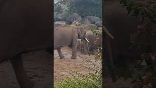 Chester Zoo Look at the amazing elephants socute elephant magestic chesterzoo zoo [upl. by Adine]