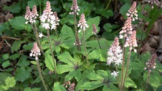 Tiarella Spring Symphony [upl. by Micaela]