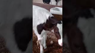 New born cow babies are so cute [upl. by Conner]