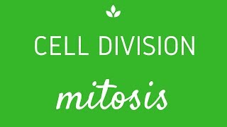 Mitosis complete process  hand written notes  Important topics [upl. by Viviyan]