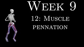 K305 Week 9  12  Muscle pennation [upl. by Nivi]