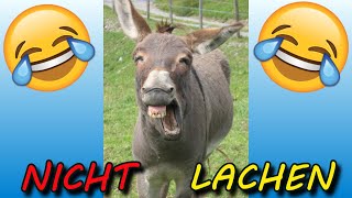 VERSUCHE NICHT ZU LACHEN  🤣🤣🤣 33 [upl. by Sev]