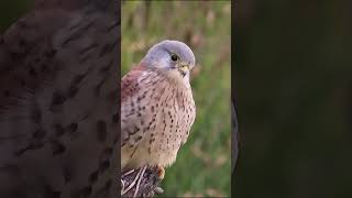 Kestrel hunting short birds wildlife ramsgate nature [upl. by Lananna]