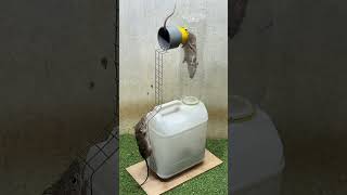 Rat trap creativebest mouse trap mousetrap rat [upl. by Yolane]