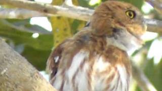 Ferruginous PygmyOwl [upl. by Mario]