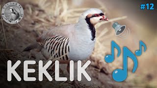 Кеклик Голос  partridge voice  partridge hunting [upl. by Einwahr701]