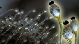 Fungus Cannon In Super Slow Motion  Slo Mo  Earth Unplugged [upl. by Merta]