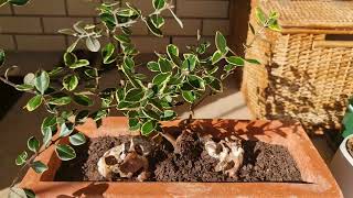 POHUTUKAWA BONSAI x2 August 2024 [upl. by Aznarepse]