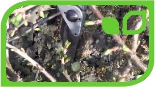 How to prune a gooseberry bush [upl. by Cynthia97]