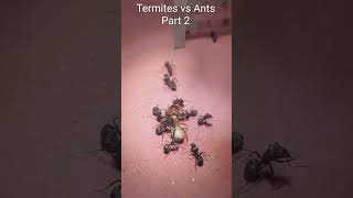 Termites vs Ants nature insects ants war termites [upl. by Lledrev404]