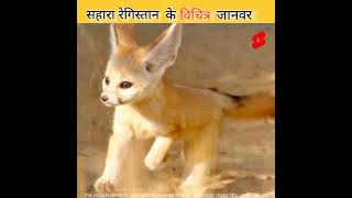 😍 सहारा रेगिस्तान 🏜 के तीन विचित्र जानवर 🦊 Amazing Animals 🦊 Of Sahara Desert 🏜😍 shorts [upl. by Enitsuga214]