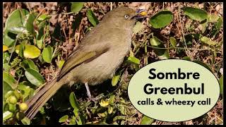 SOMBRE GREENBUL calling quotwilliequot and another making a weird wheezy call [upl. by Lytsyrk608]