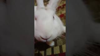 Cute baby rabbit 🐰🥺  babyrabbit   rabbit  dreamrabbits [upl. by Klaus]