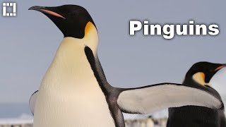 Pinguins  16 espécies [upl. by Pentheam487]