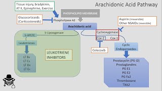 Eicosanoids amp Arachidonic Acid Pathway [upl. by Le291]