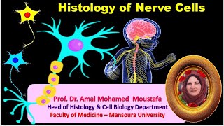 Histology of Nerve cells [upl. by Holey834]