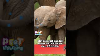 Wat Eet een Olifant youtubecreatorcommunity [upl. by Ahsad]