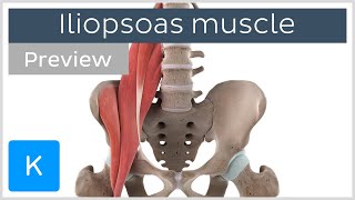 Functions of the iliopsoas muscle preview  3D Human Anatomy  Kenhub [upl. by Auhsuoj]