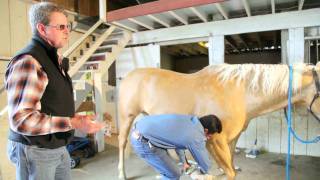 Fetlock amp Pastern Inflammation in Horses [upl. by Donnell]