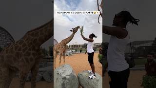 UK ROADMAN VS DUBAI GIRAFFE😭🦒 a12funny zoo giraffe dubai comedy wildlife safari london uk [upl. by Nireil]