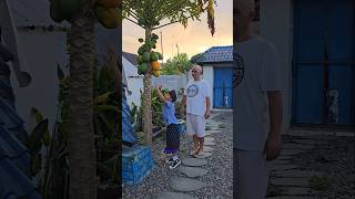 Boyka Harvesting Fresh Papayas [upl. by Ssenav55]