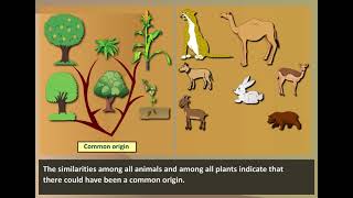 Morphological Evidence  Evidences of Evolution [upl. by Ednil191]