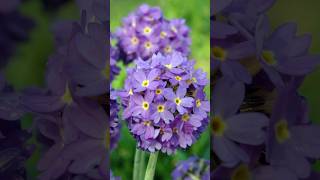 Primula Farinosa The Charming Powdery Primrose shorts primula flowers PlantsWorld [upl. by Airehs]