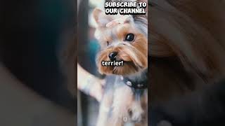 trendingshorts viralvideo animals ad dog cute doglovers subcribe yorkshire terriers part 2 [upl. by Corly]