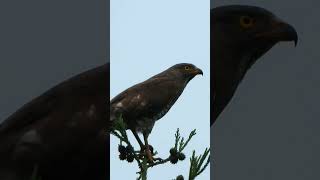 サシバの鳴き声The cry of the Grey faced Buzzard 380野鳥shorts [upl. by Ilahtan]